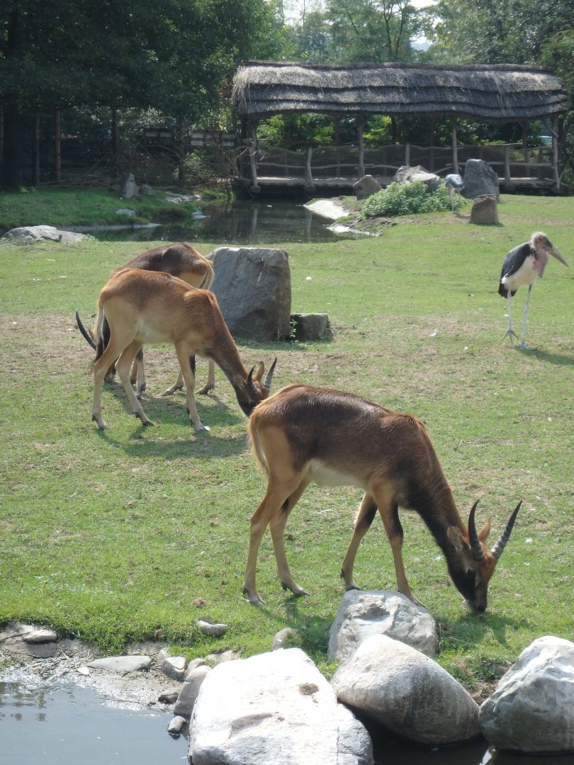 Kafue lechwe and Marabou