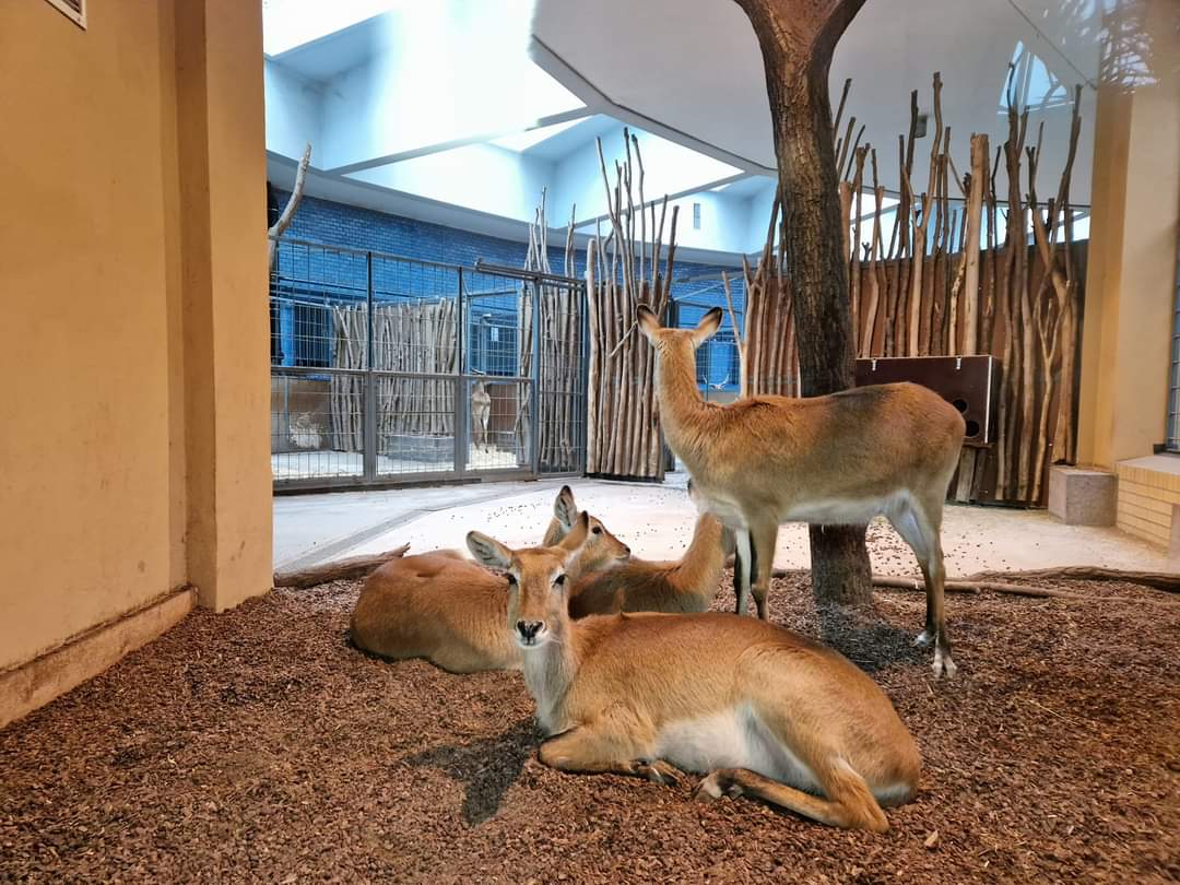 Kafue Lechwe,  Antelope House