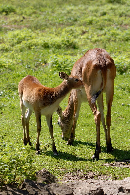 Kafue lechwe at Aschersleben zoo