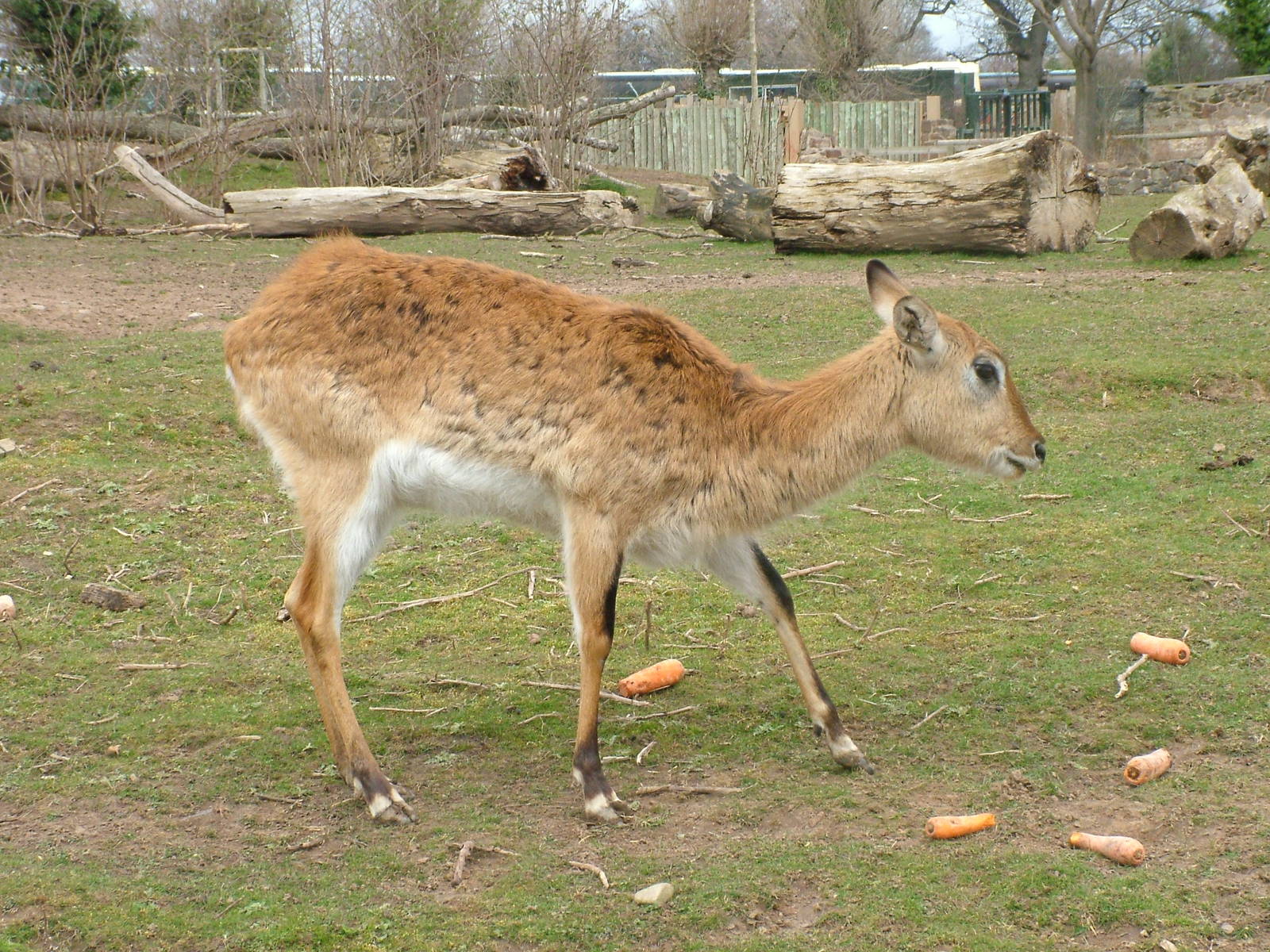 Kafue Lechwe at Chester Zoo 2008