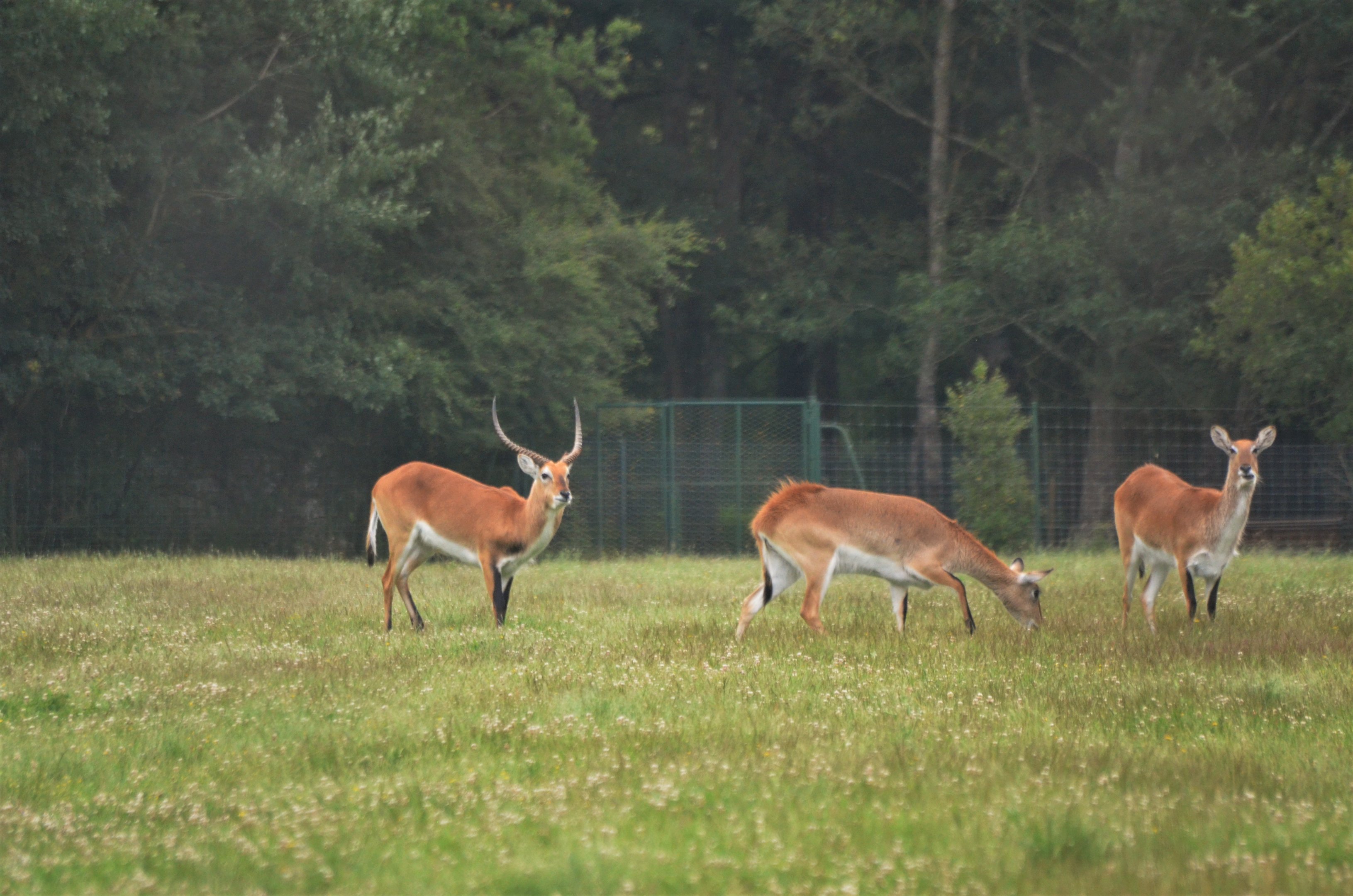 Kafue Lechwe at Haute-Touche, 14/06/18