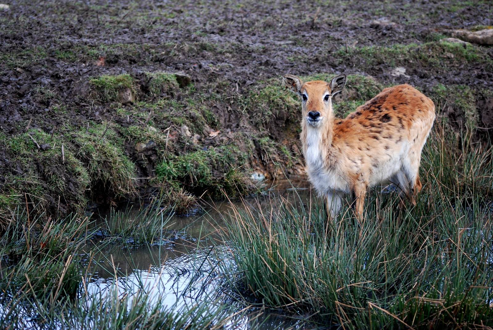 Kafue Lechwe at Knowsley, 01/02/15
