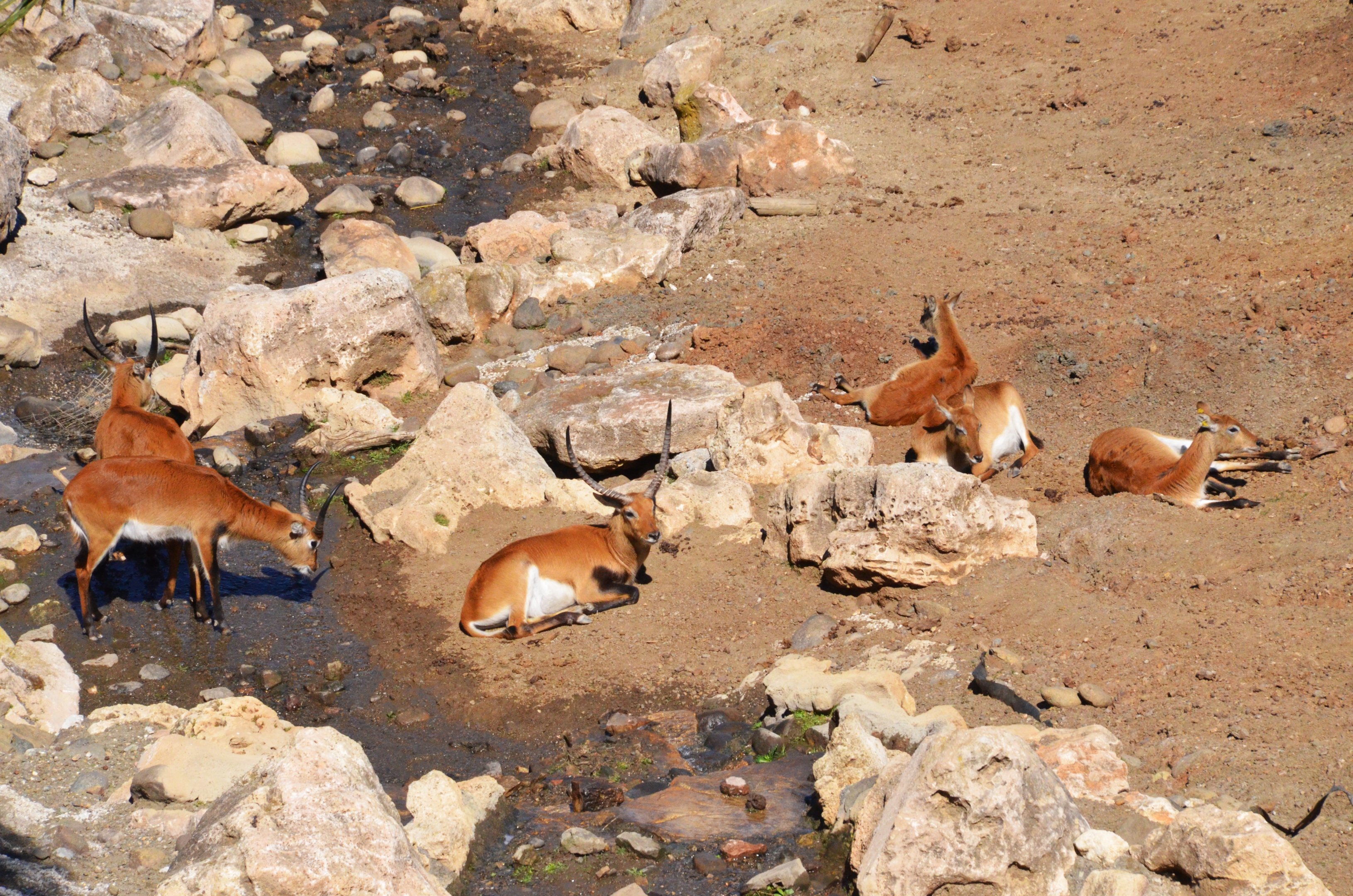 Kafue Lechwe at Selwo Aventura, 13/03/19