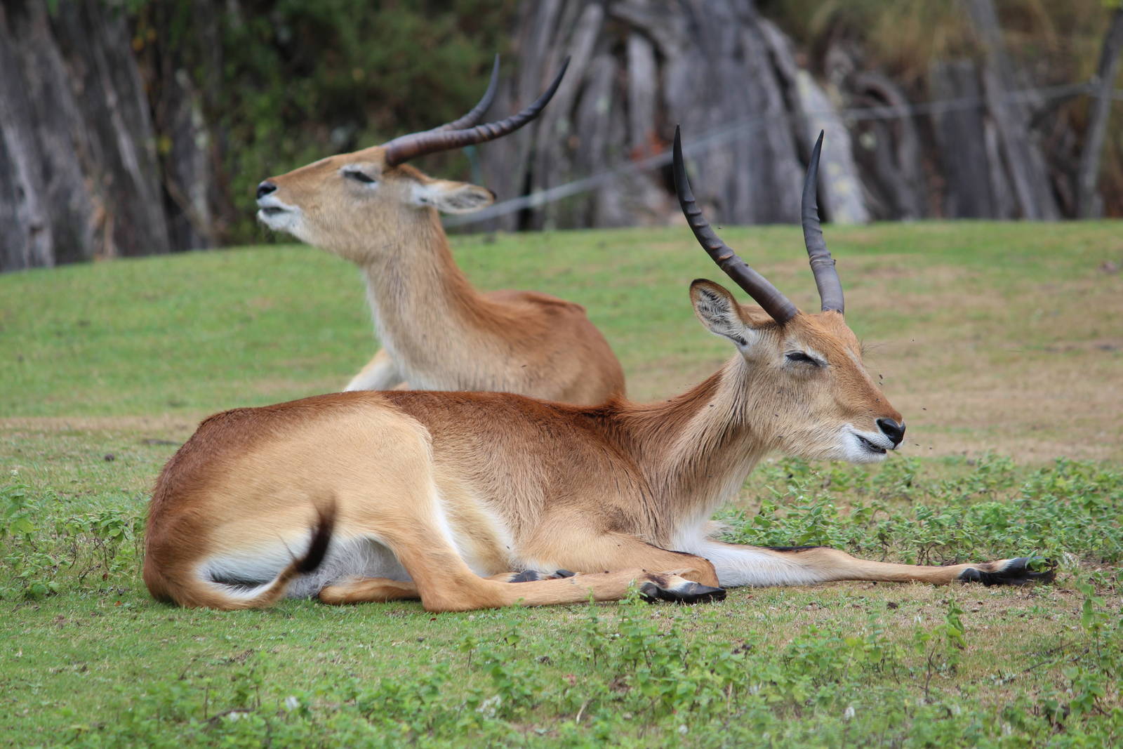 Kafue lechwe, August 2016