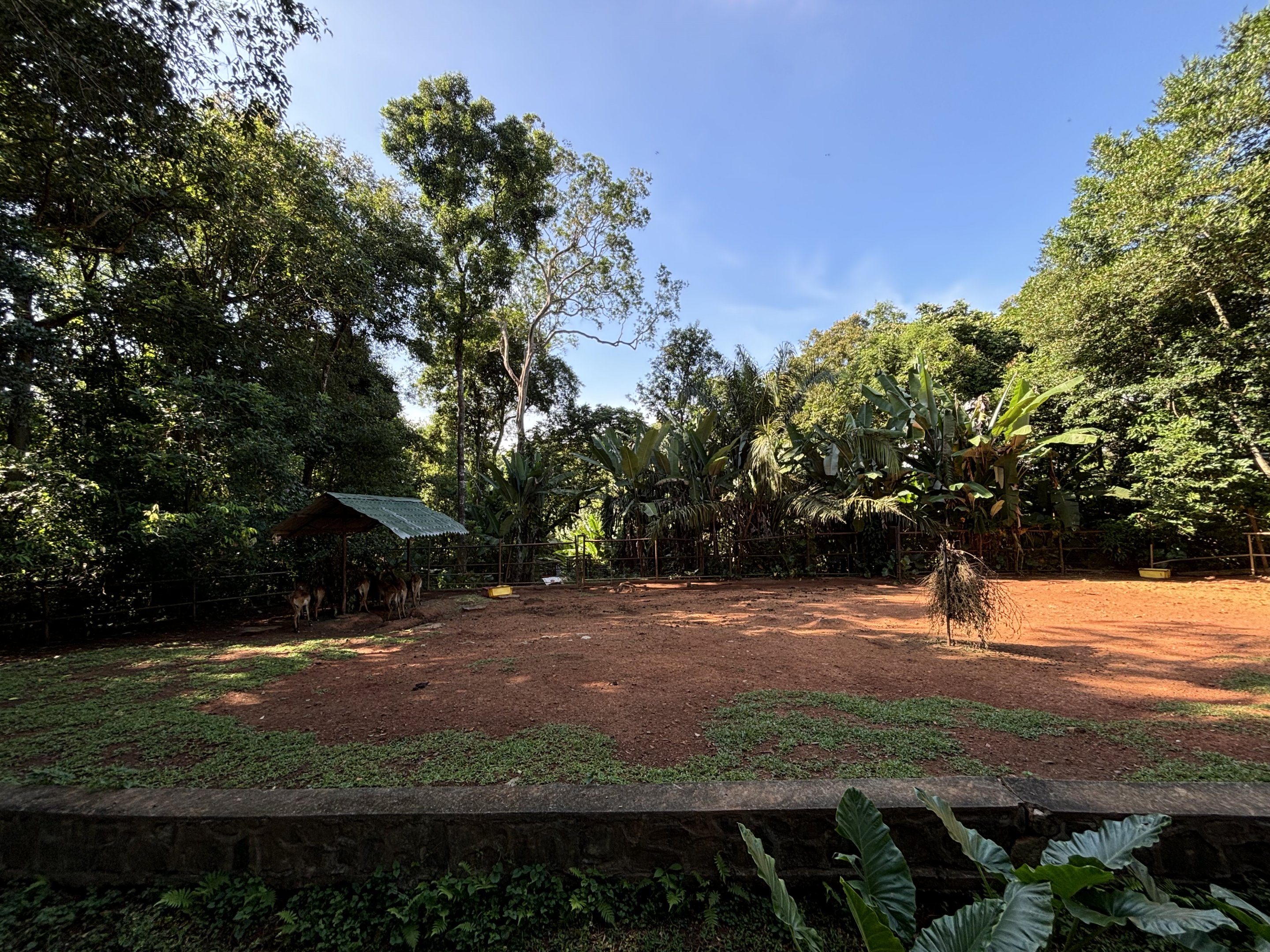 Kafue Lechwe Exhibit #1