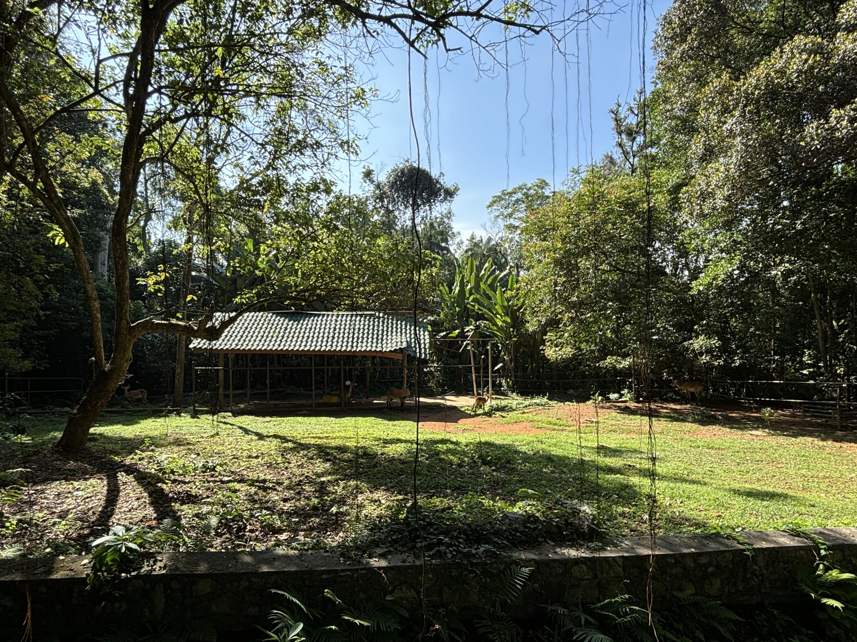 Kafue Lechwe Exhibit #2