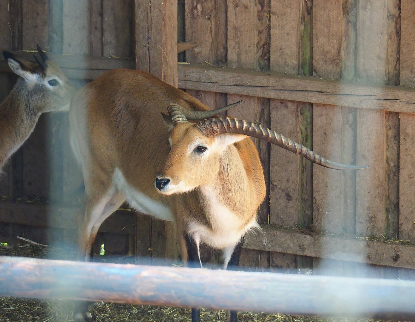 Kafue lechwe (Kobus leche kafuensis), 2023-06-24
