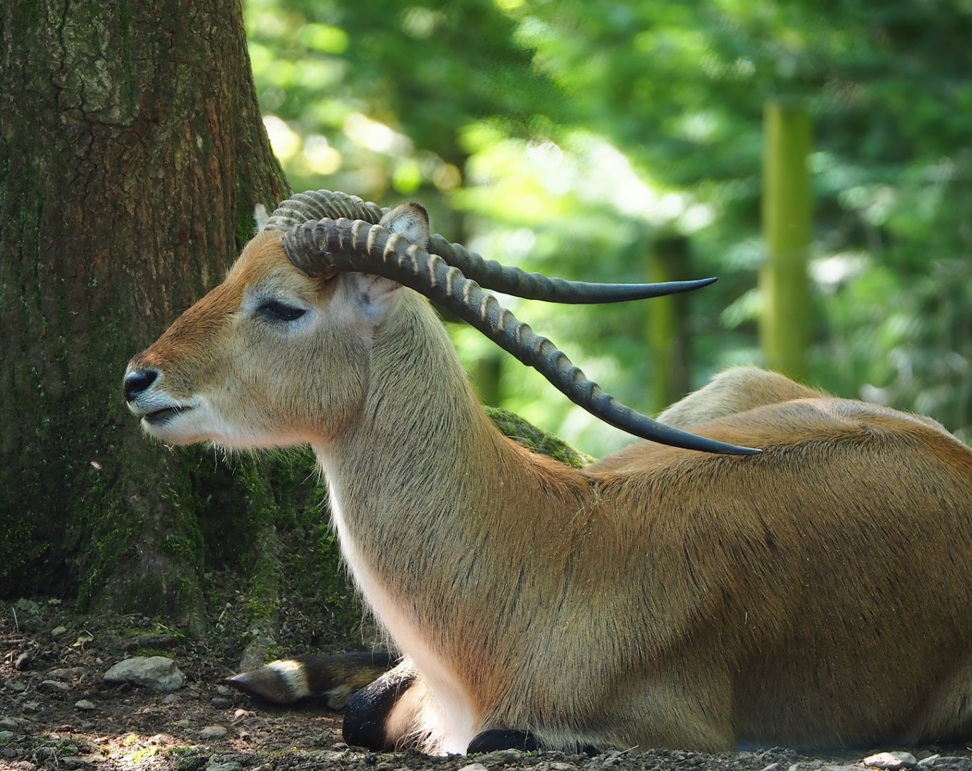 Kafue lechwe (Kobus leche kafuensis), 2023-06-24