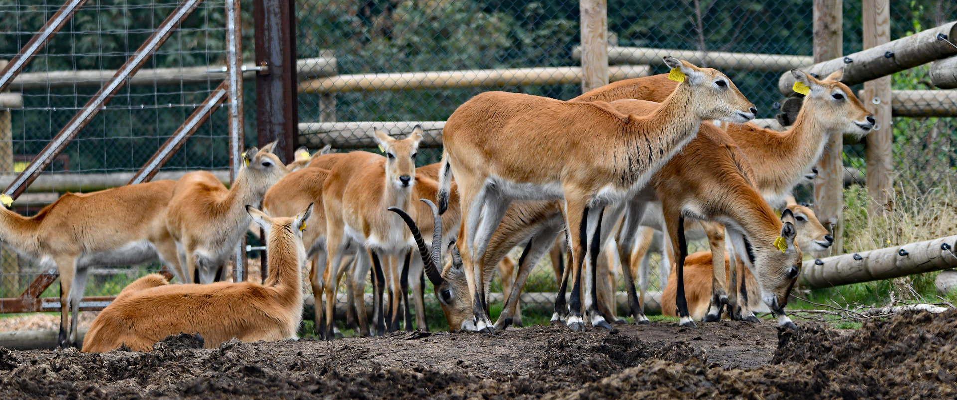 Kafue lechwe (Kobus leche kafuensis)