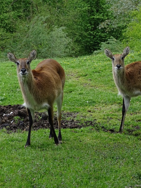 Kafue lechwe (Kobus leche kafuensis)