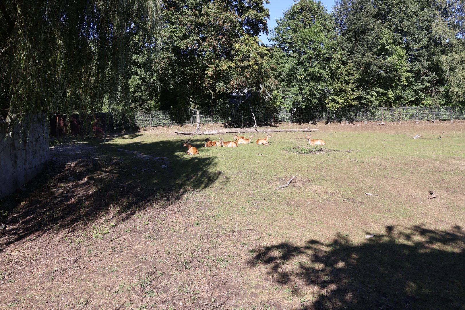 Kafue Lechwe (Kobus leche kafuensis)