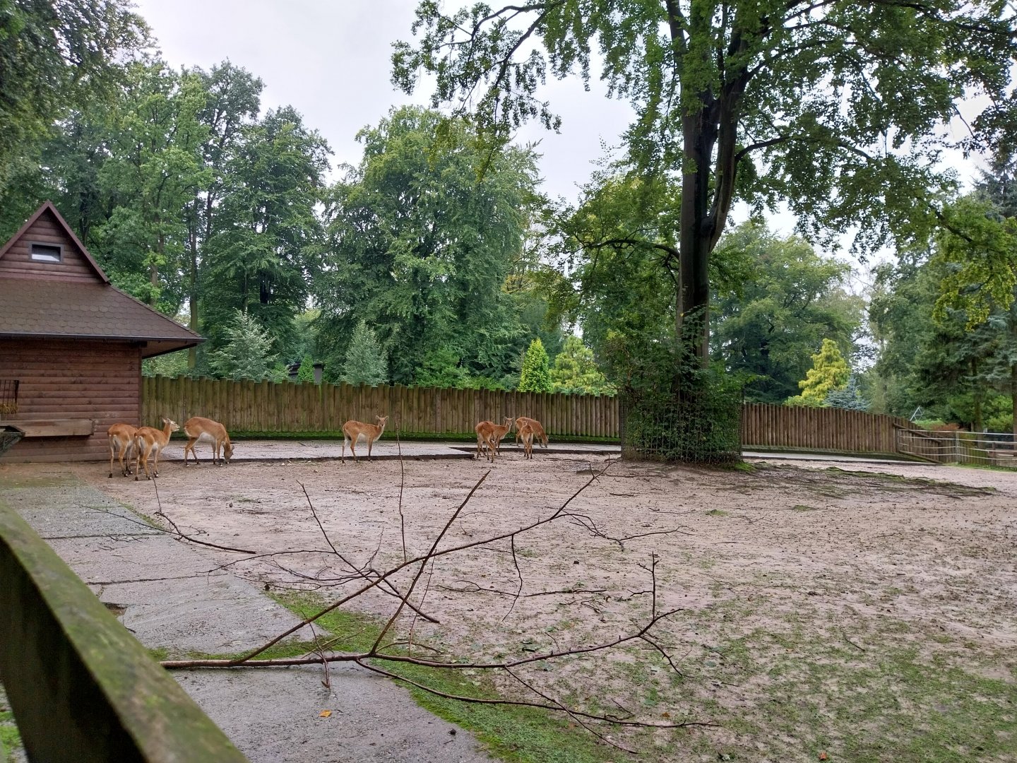 Kafue Lechwe (Kobus lechwe kafuensis)