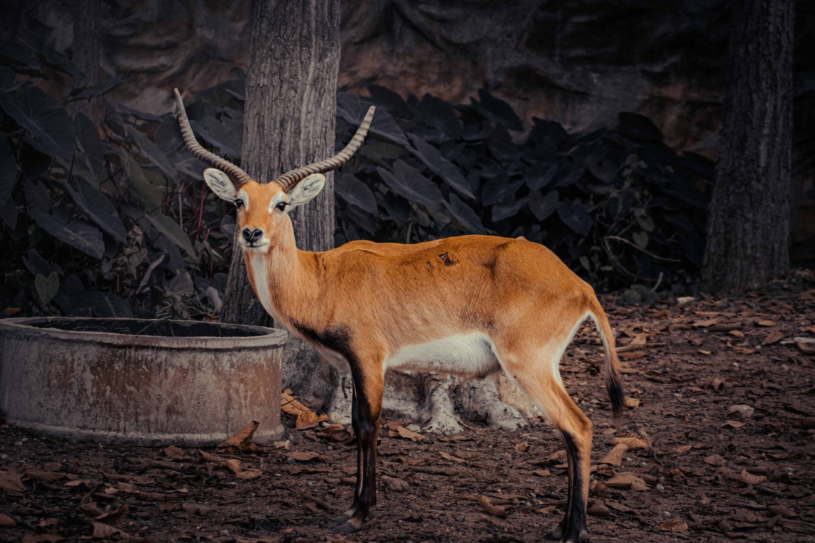 Kafue Lechwe male