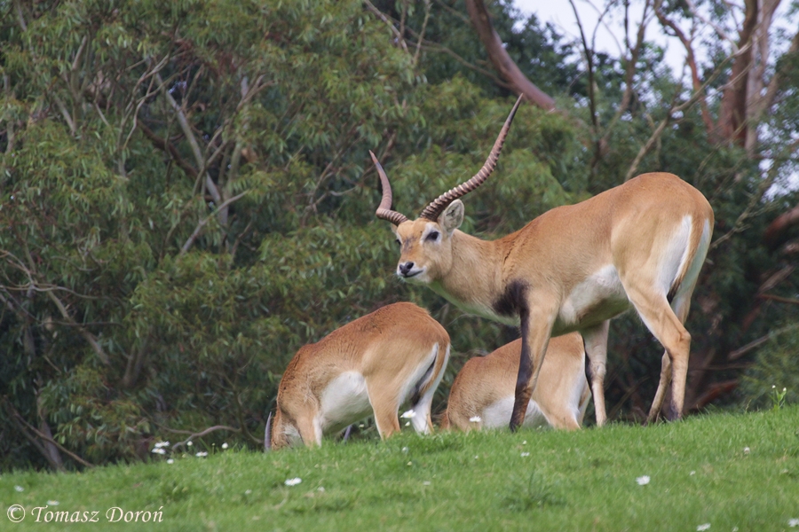 Kafue Lechwe or Brown Lechwe (Kobus leche kafuensis)