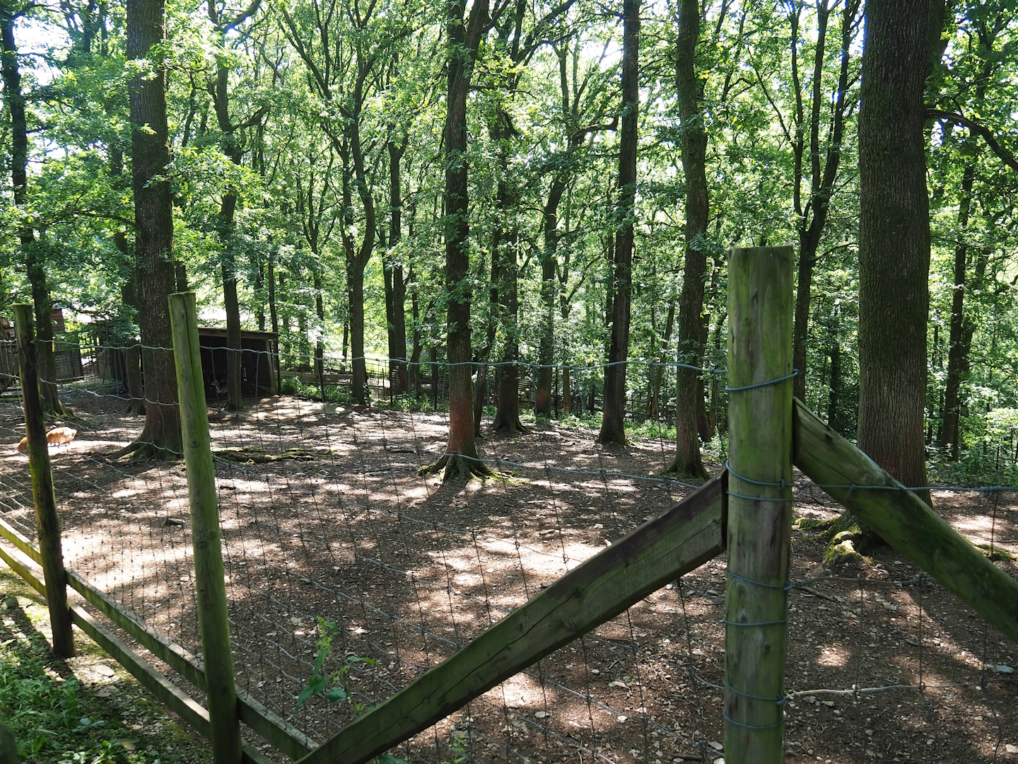 Kafue lechwe paddock, 2023-06-24