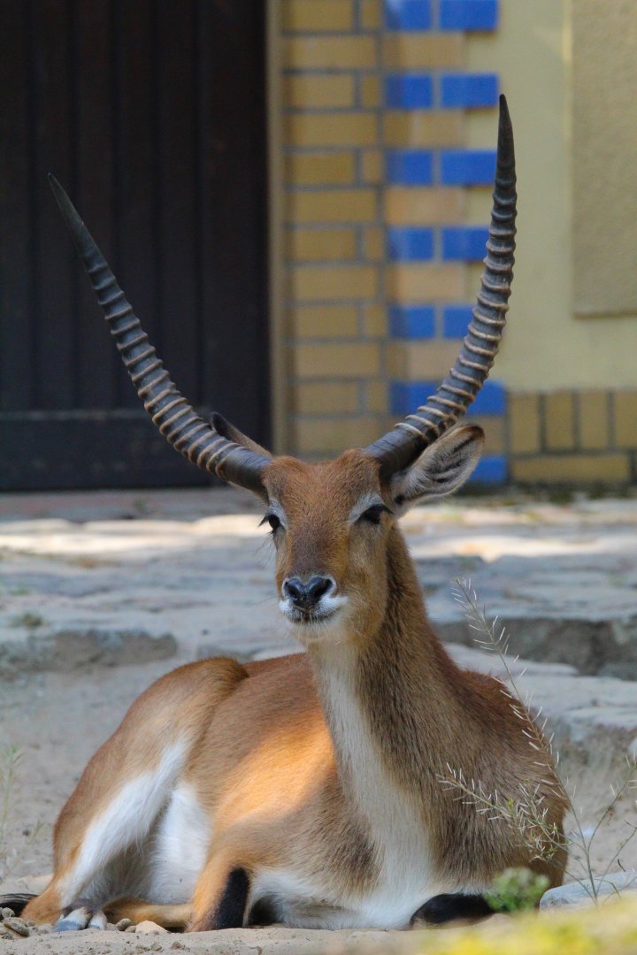 Kafue Lechwe- September 2024