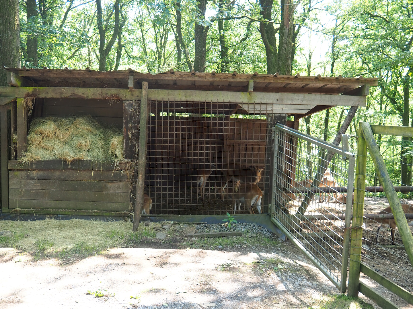 Kafue Lechwe shelter, 2023-06-24