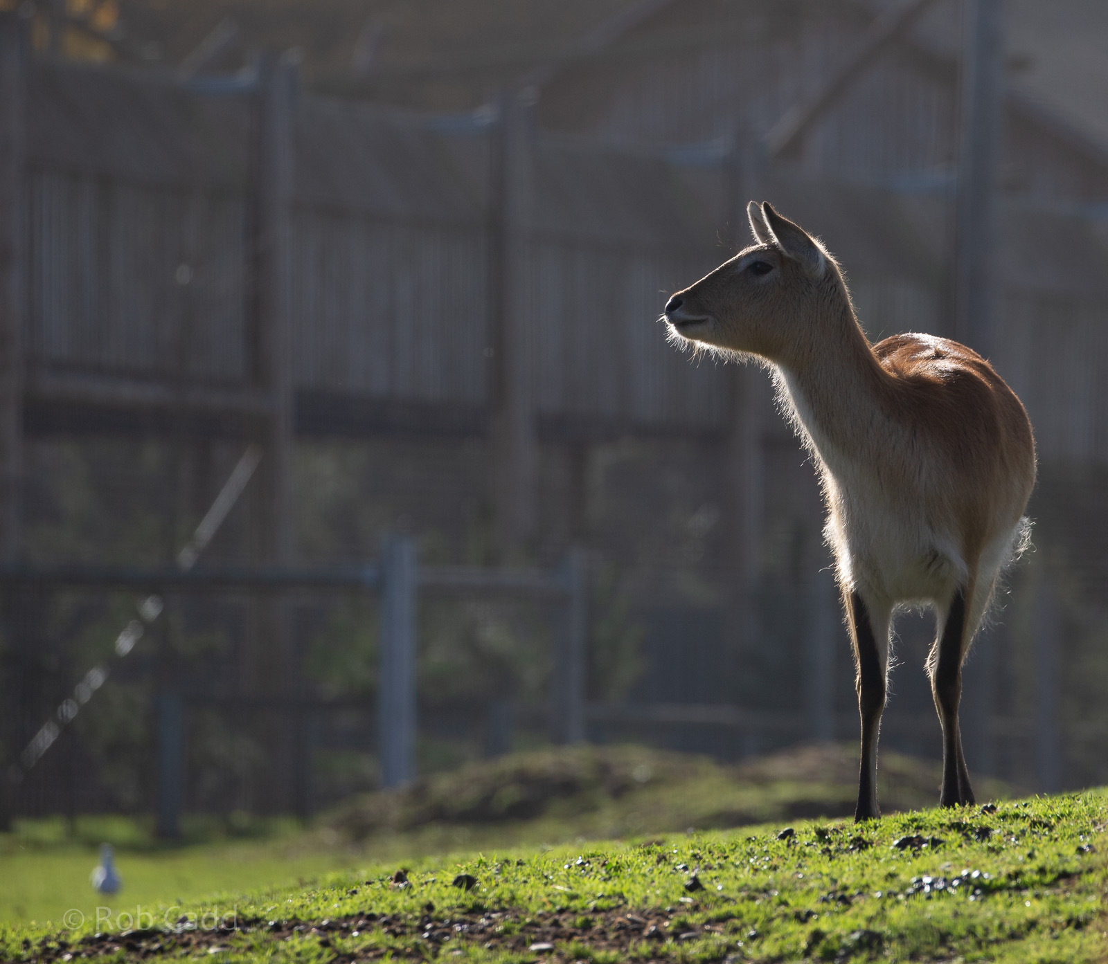 Kafue lechwe : Yorkshire WP : 10 Nov 2018