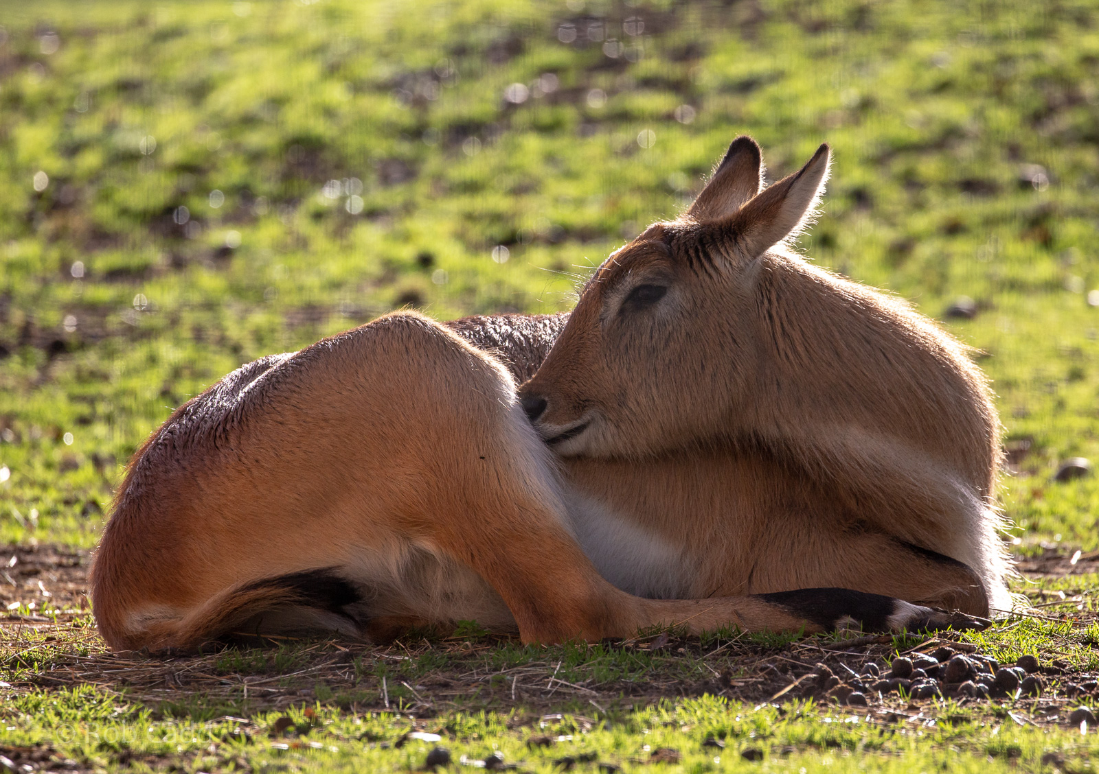 Kafue lechwe : Yorkshire WP : 10 Nov 2018