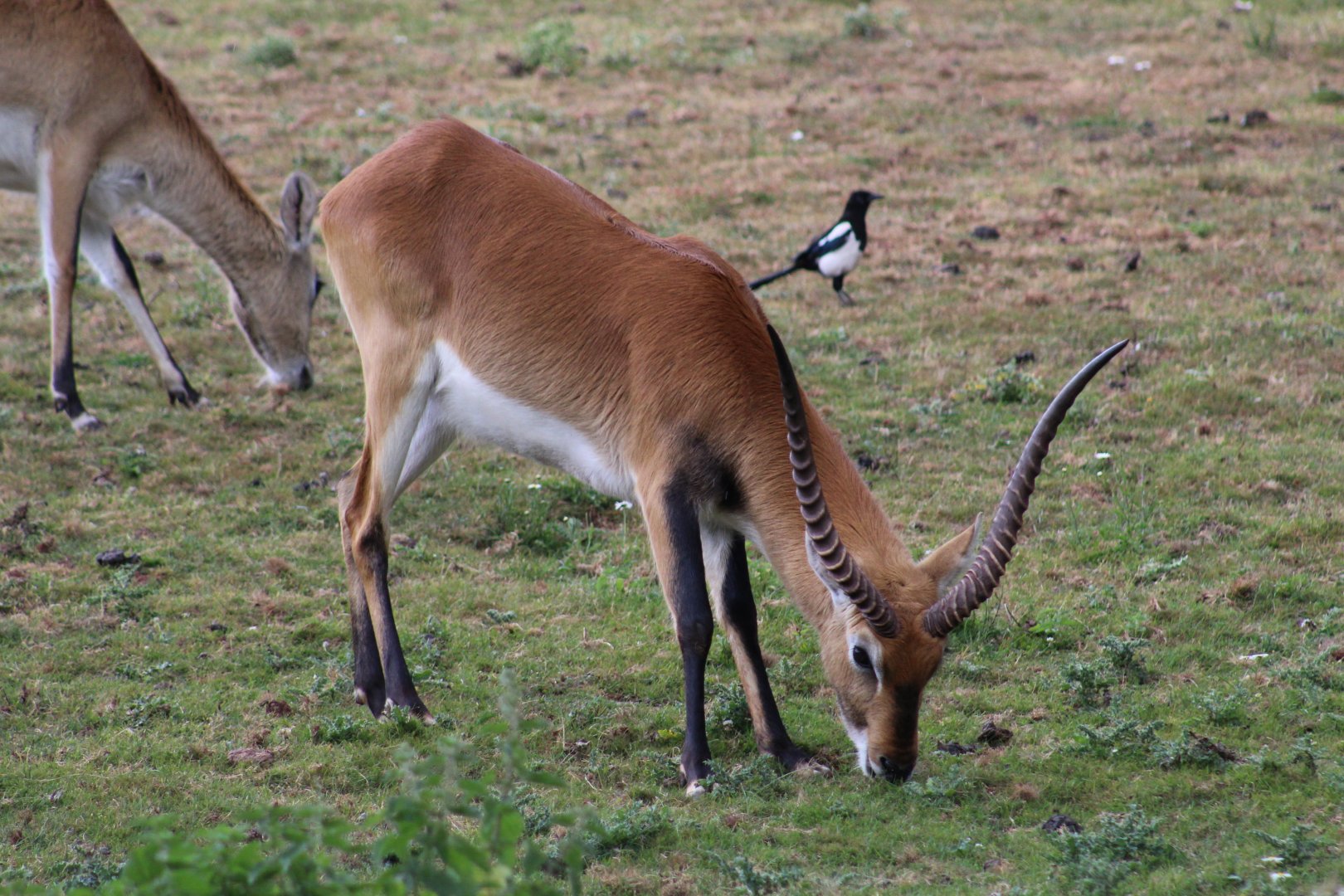 Kafue Lechwe