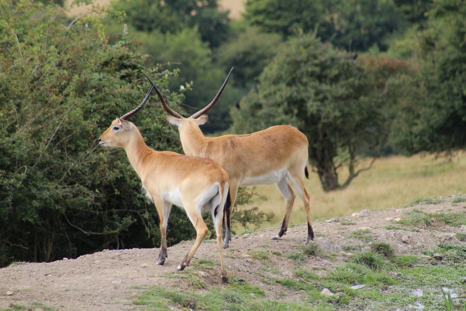 Kafue Lechwe