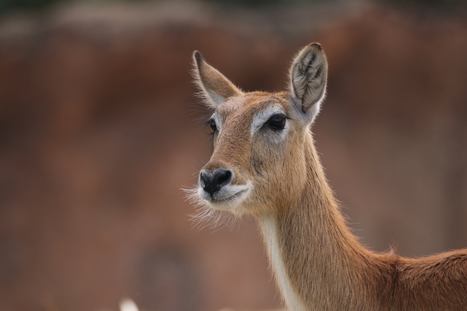 Kafue Lechwe