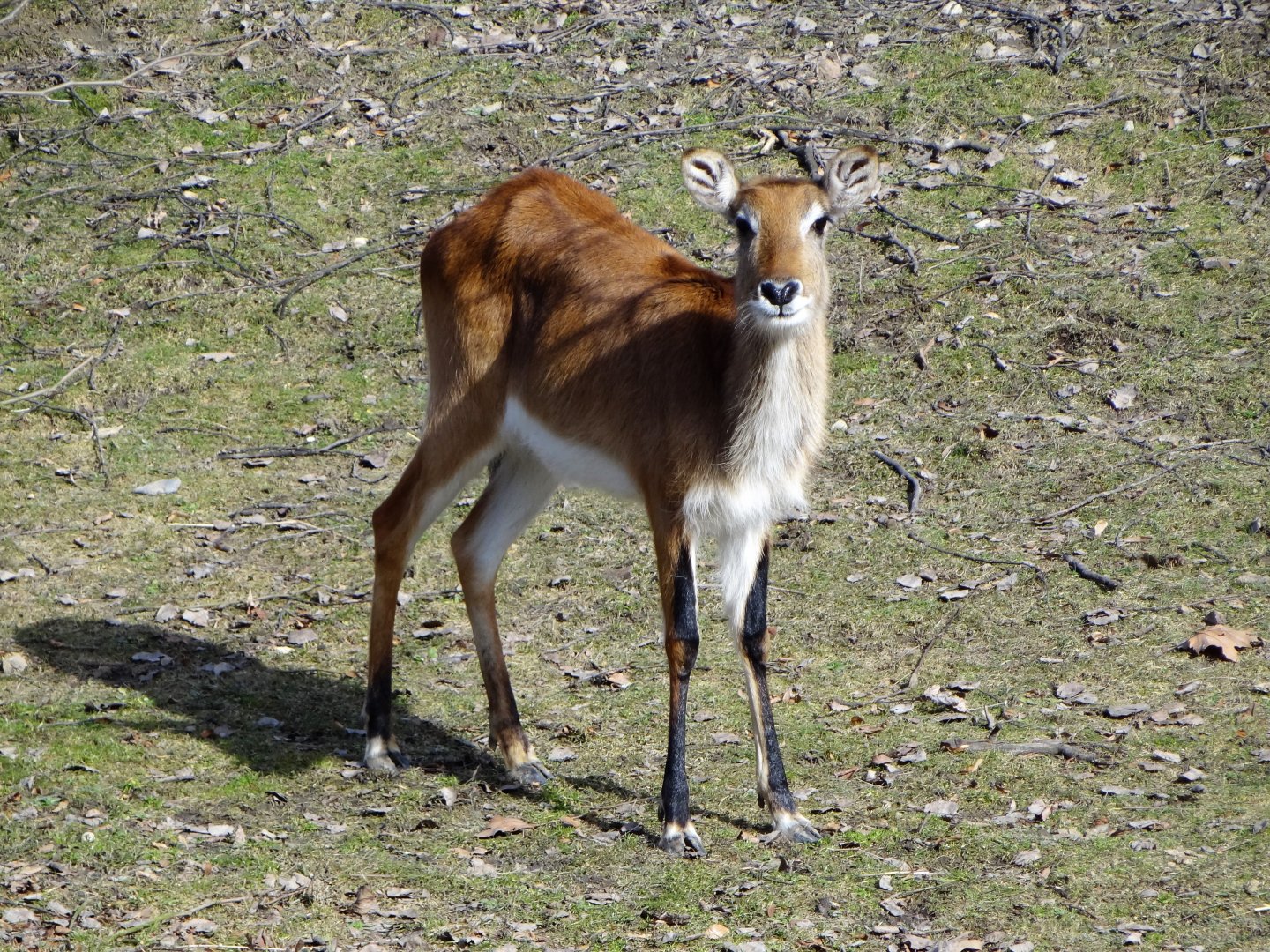 Kafue Lechwe