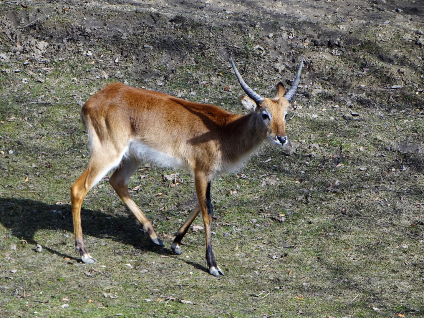 Kafue Lechwe