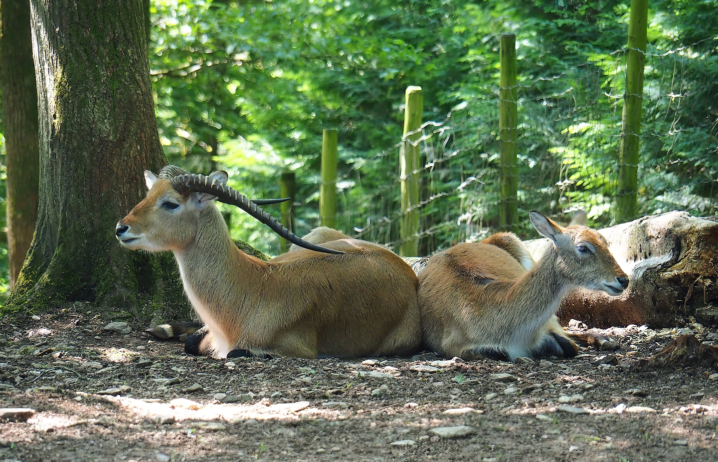 Kafue lechwes (Kobus leche kafuensis), 2023-06-24