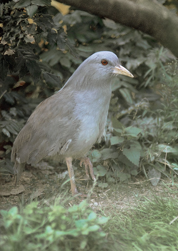 Kagu 1972