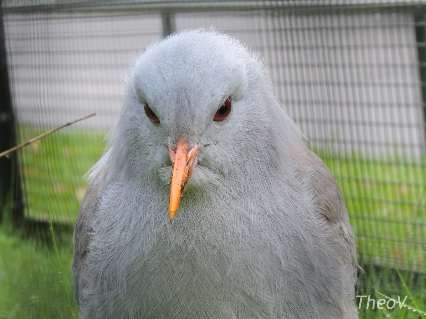 Kagu [2017