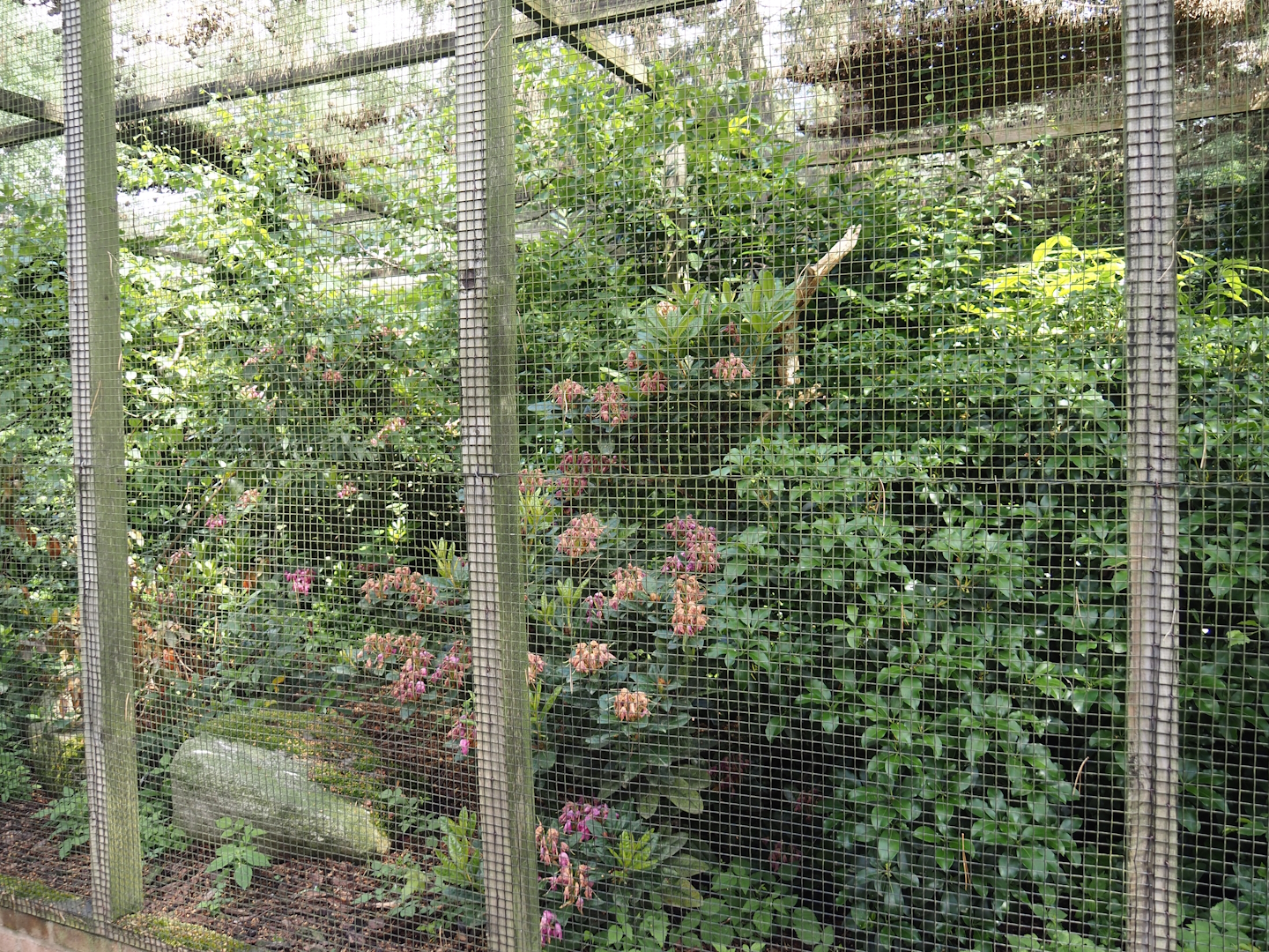 Kagu and Blue coua aviary, 2024-05-23