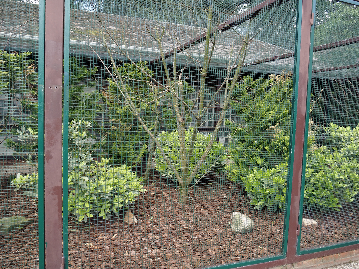 Kagu and Horned parakeet aviary, 2024-05-23