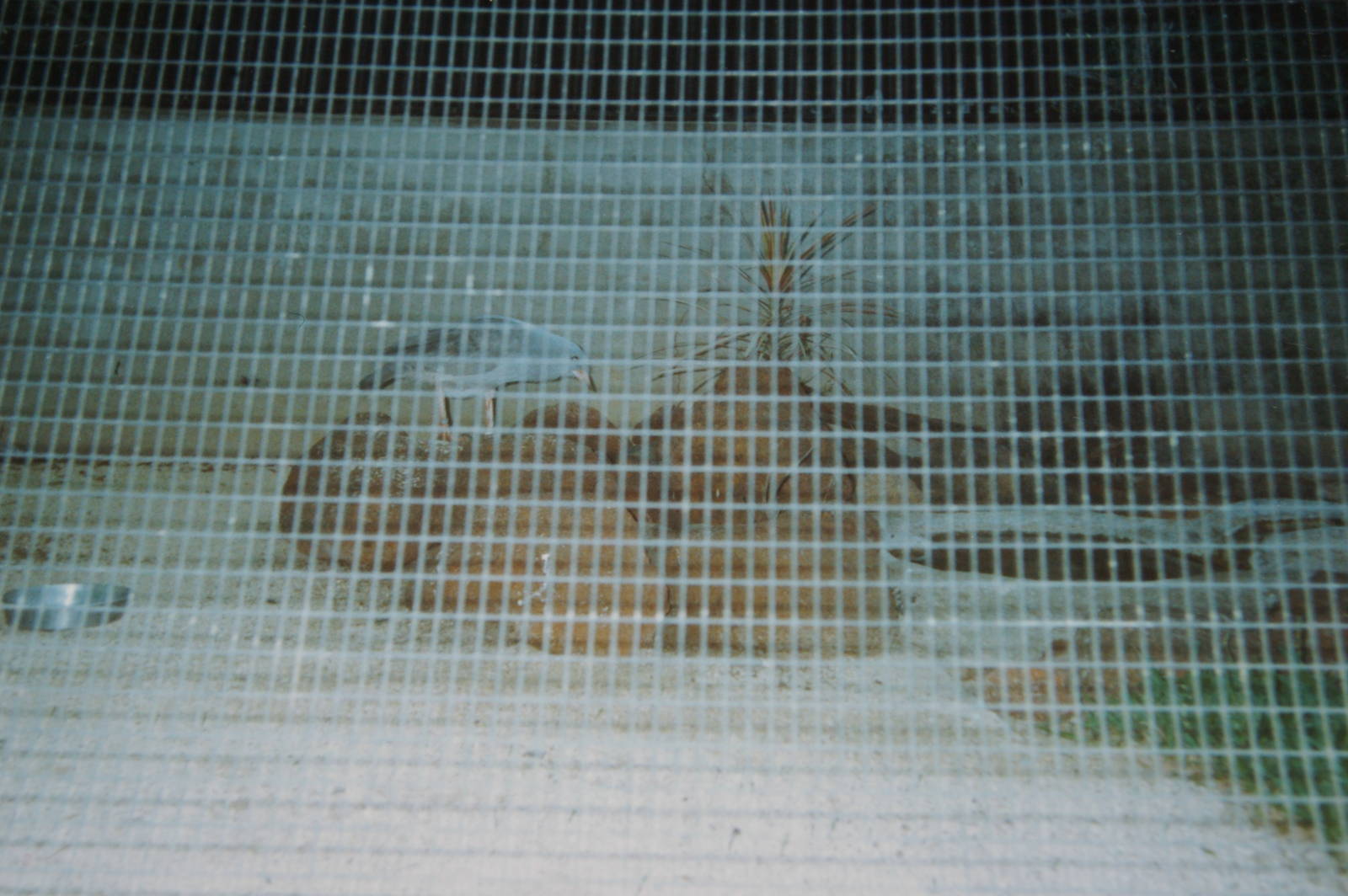 kagu aviary, Noumea Zoo