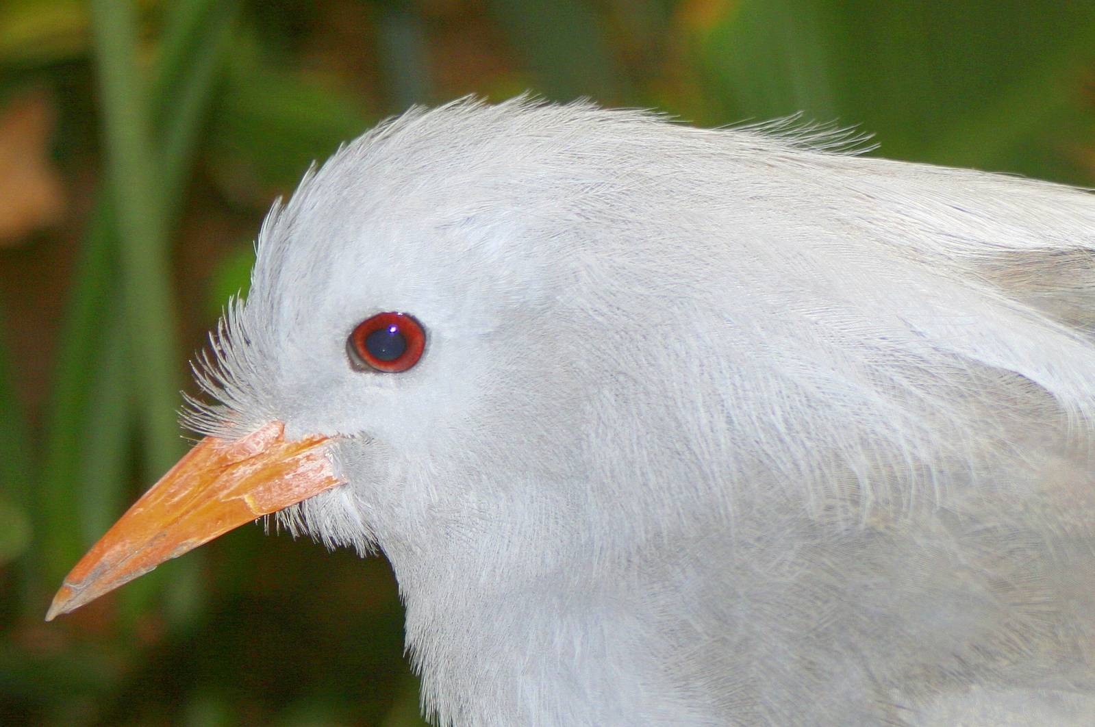 Kagu; Berlin Zoo; 10th June 2014