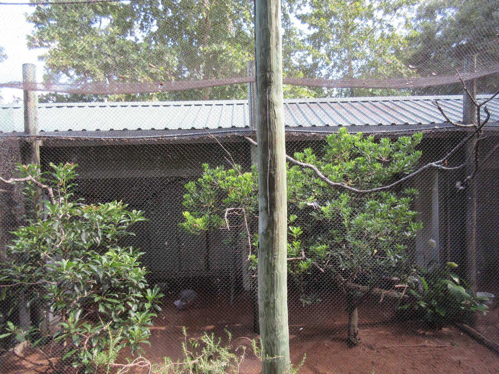 Kagu + Black-Throated Laughing Thrush Exhibit