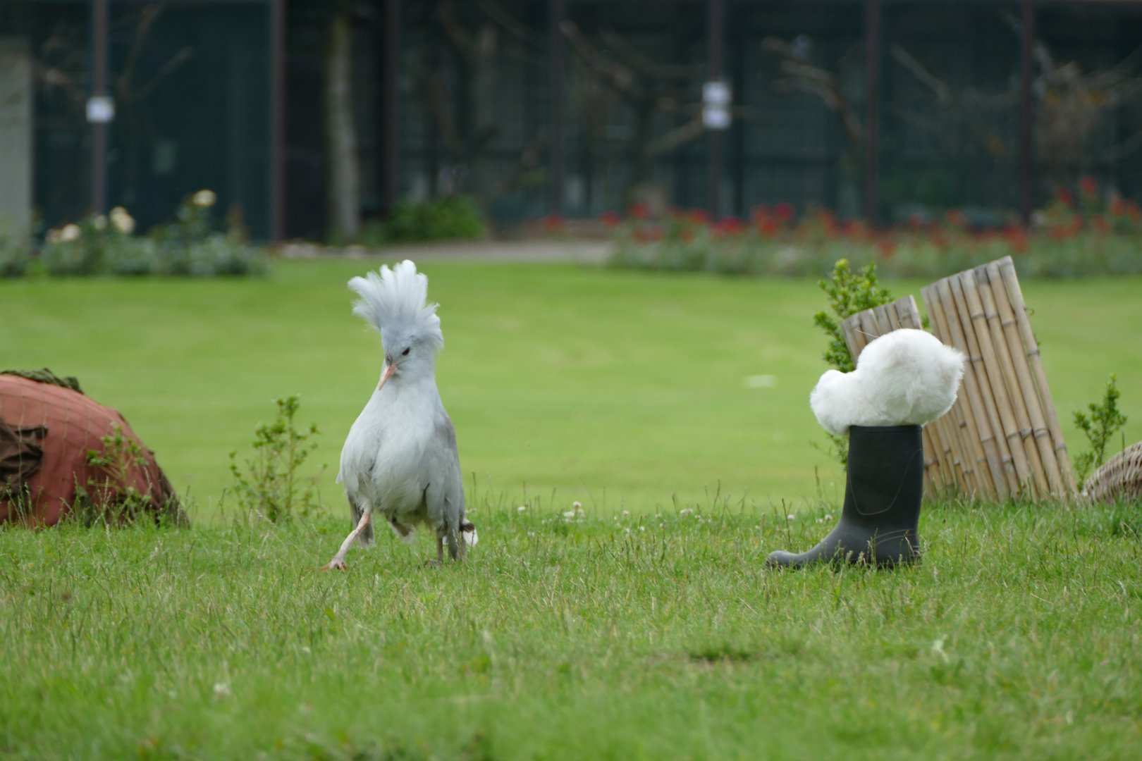 Kagu getting intimidated by a boot