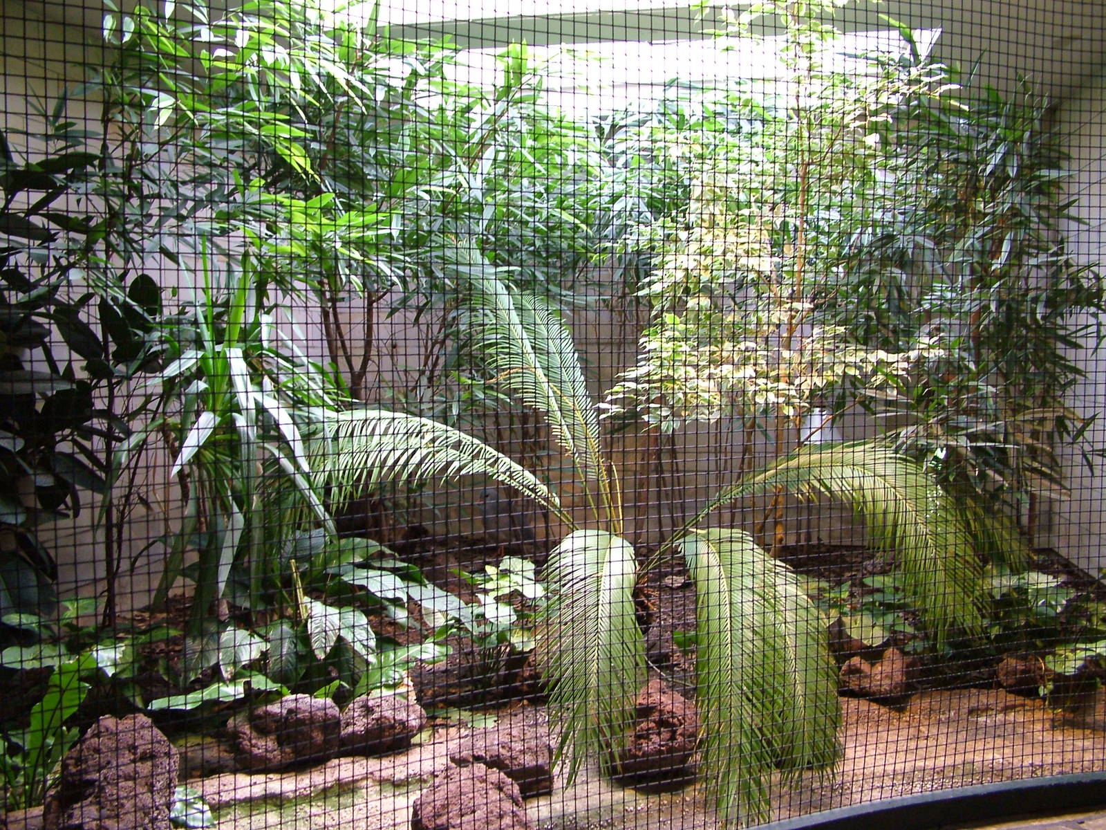 Kagu Indoor Exhibit at Berlin Zoo, 31/08/11