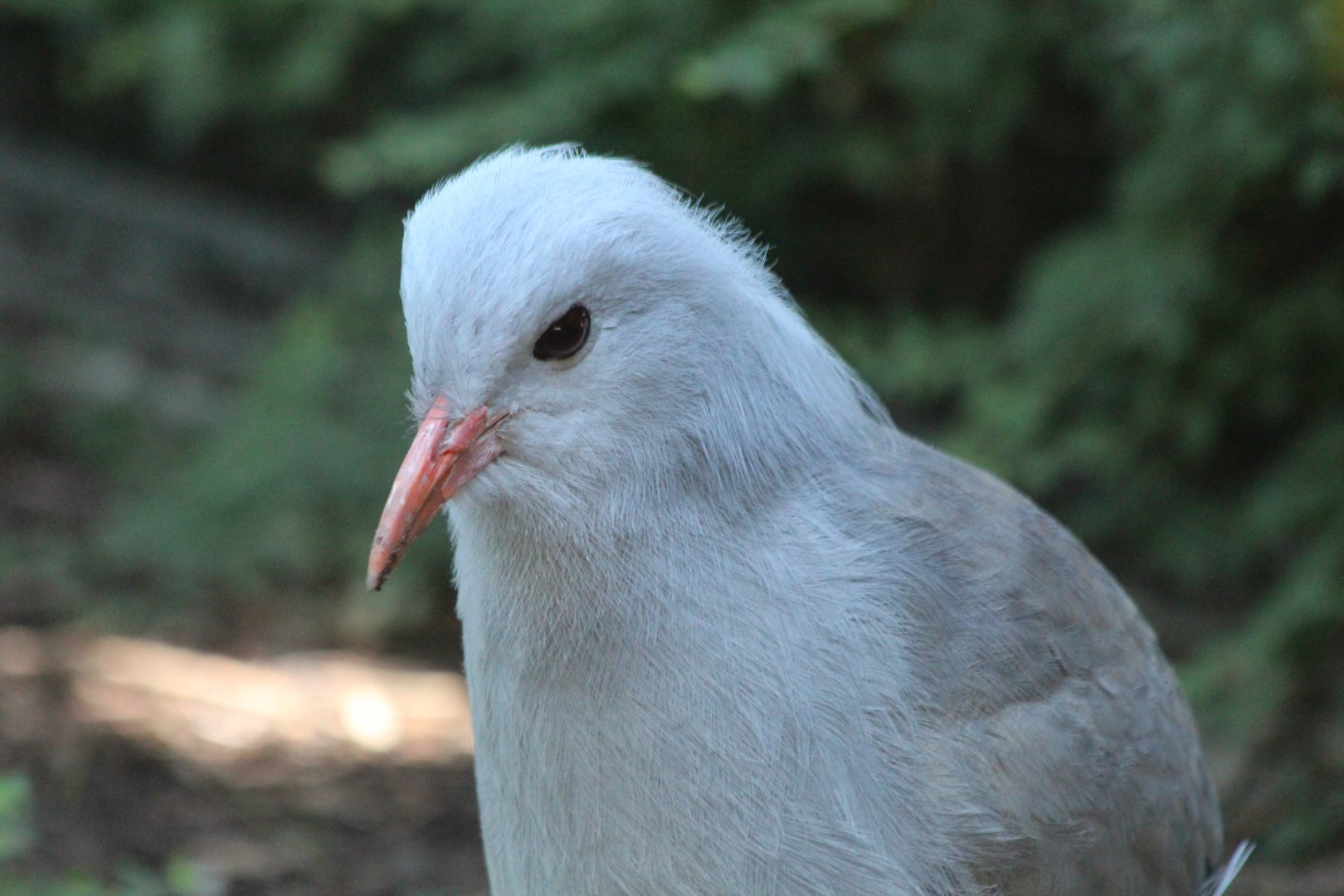 Kagu - July 2019