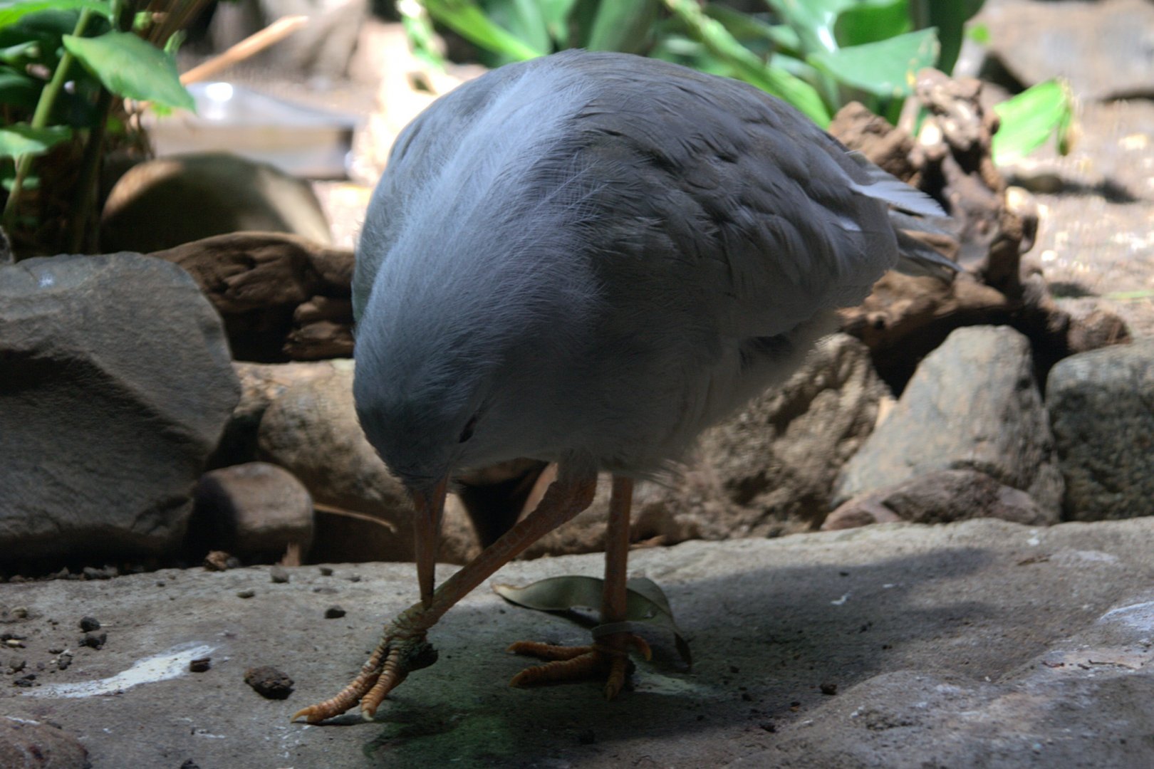 Kagu (Rhynochetos jubatus), 16-09-25