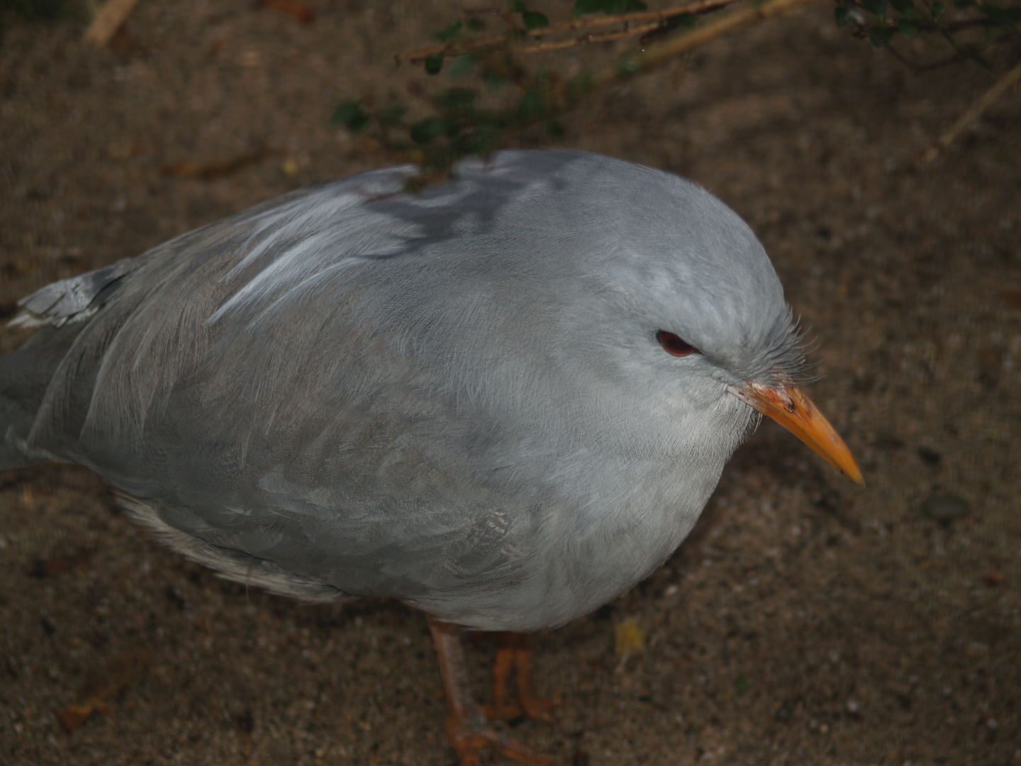Kagu (Rhynochetos jubatus), 2006-11-12