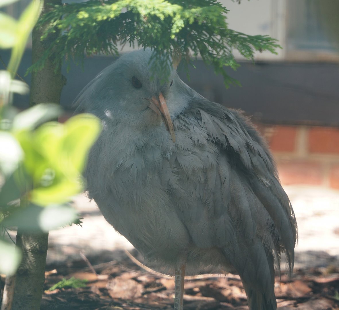 Kagu (Rhynochetos jubatus), 2024-05-23