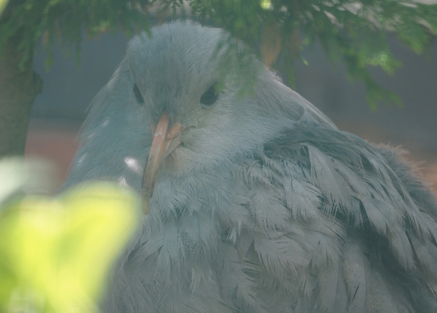 Kagu (Rhynochetos jubatus), 2024-05-23
