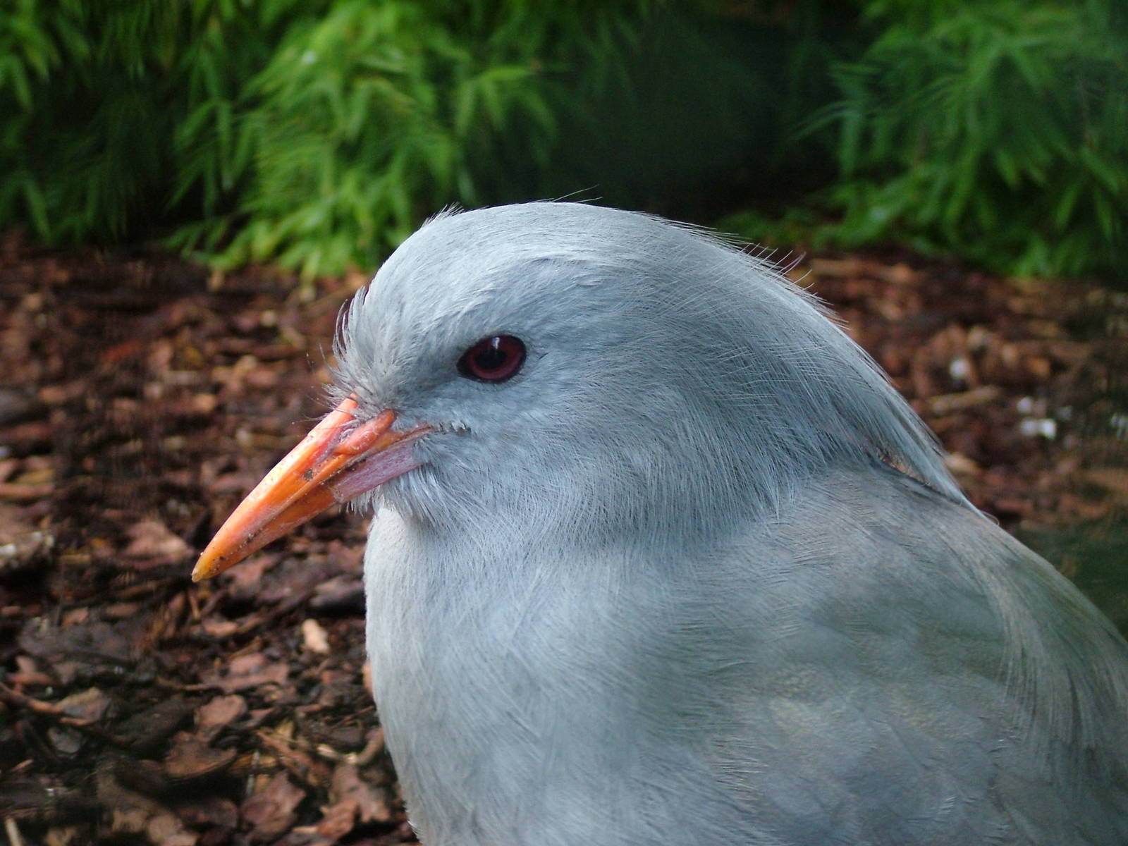 Kagu (Rhynochetos jubatus) at Walsrode