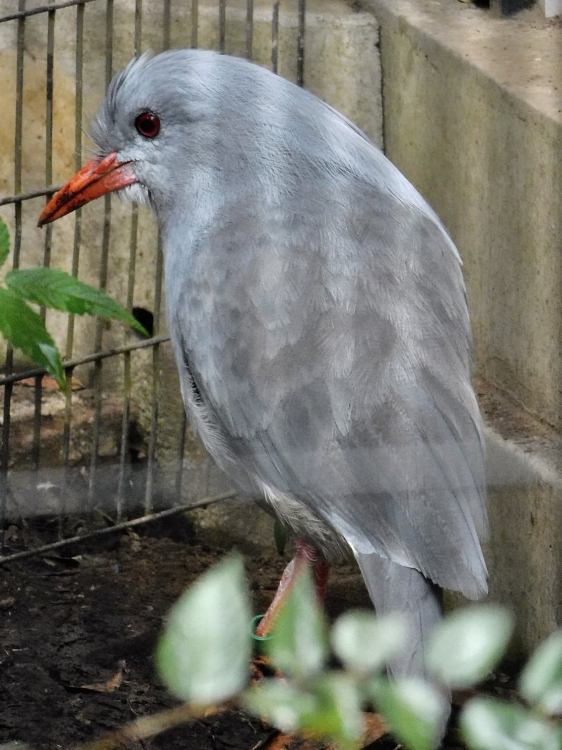 Kagu (Rhynochetos jubatus) October 11, 2025