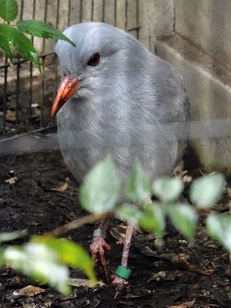 Kagu (Rhynochetos jubatus) October 11, 2025
