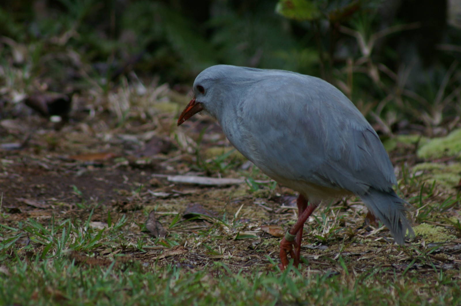 kagu (Rhynochetos jubatus)