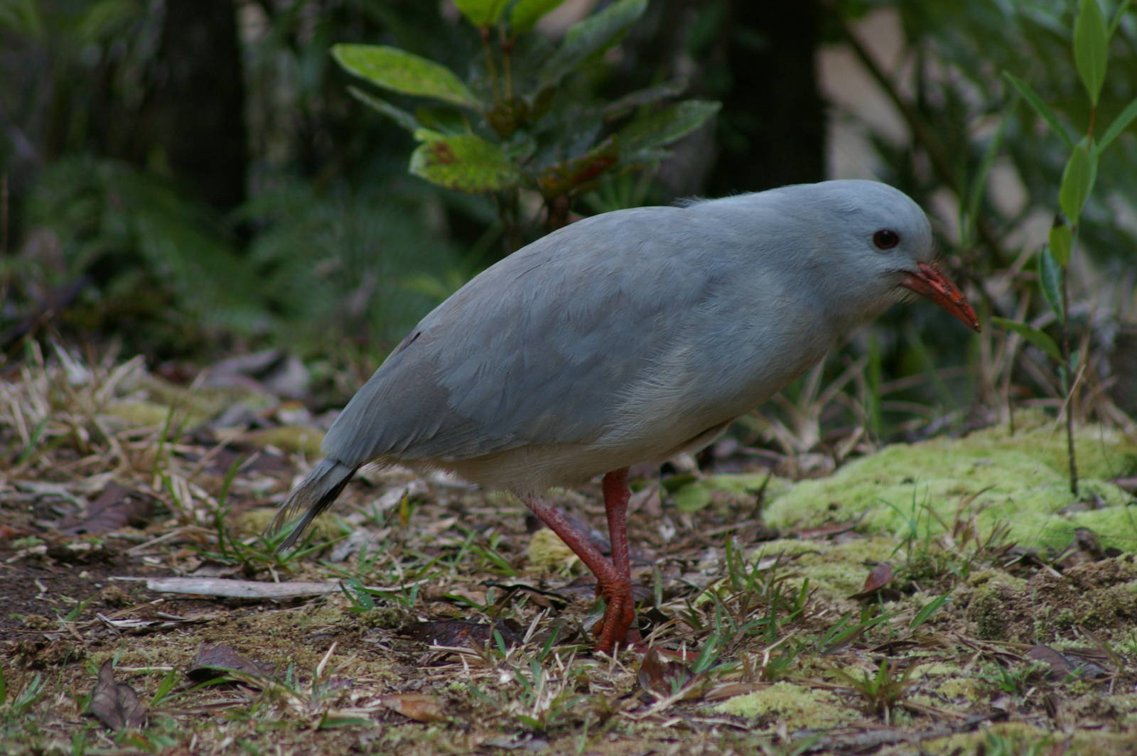 kagu (Rhynochetos jubatus)