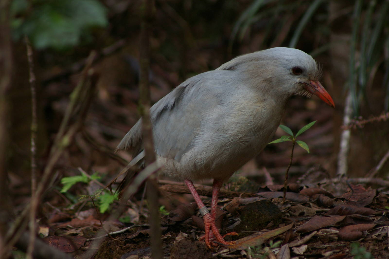 kagu (Rhynochetos jubatus)
