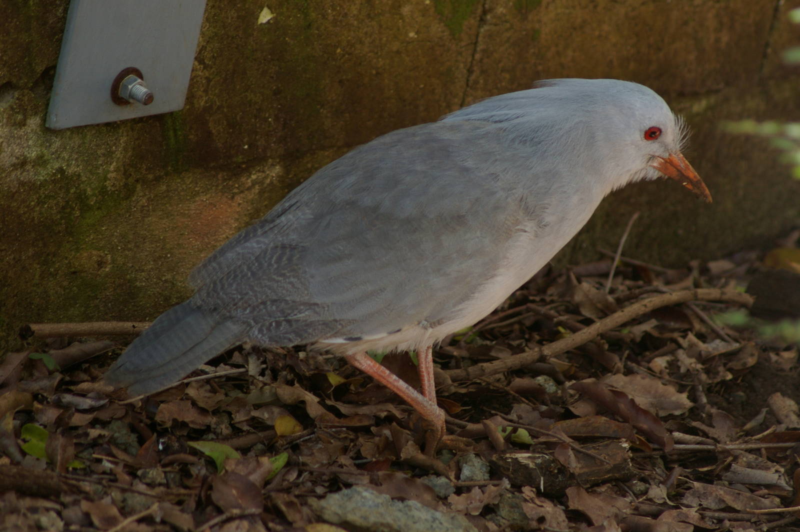 kagu (Rhynochetos jubatus)